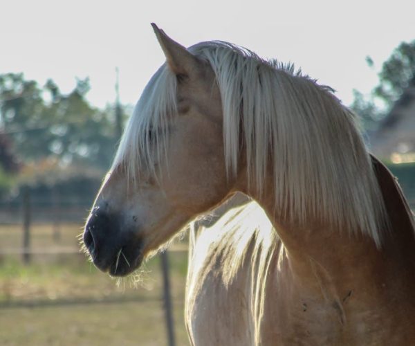 Paddock paradise infrastructure
